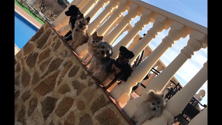 pet sitting and dog boarding a dog sitt pet sitting dog dog sitt