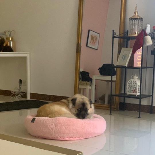 Bernadette-Rianna Pet hotel experience in real homes! 5