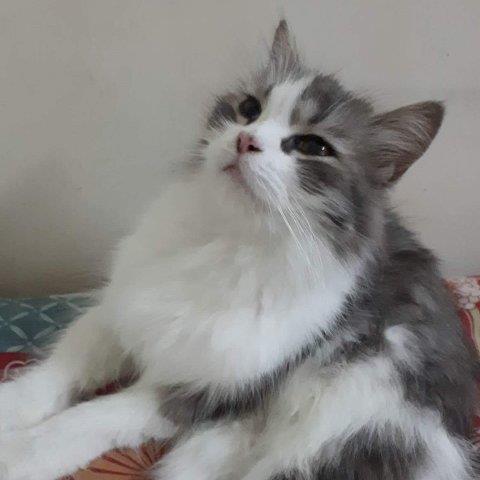 Sadia Pet hotel experience in real homes! 1