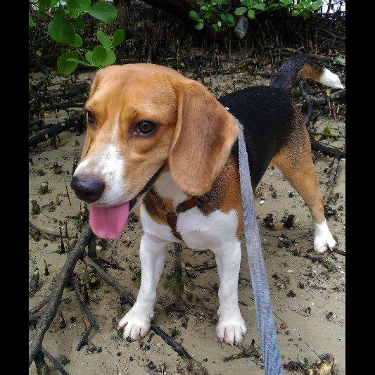 Jodi Pet hotel experience in real homes! 1