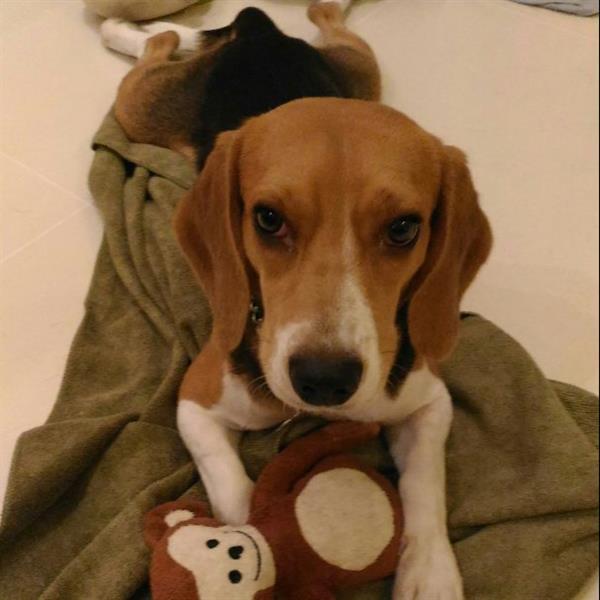 Jodi Pet hotel experience in real homes! 2