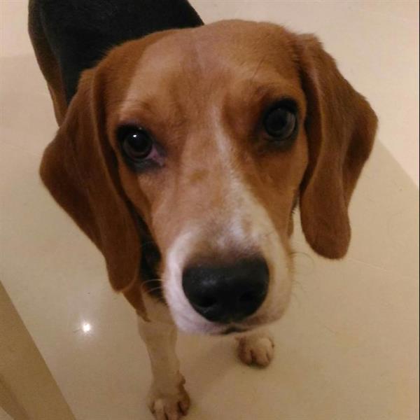 Jodi Pet hotel experience in real homes! 3